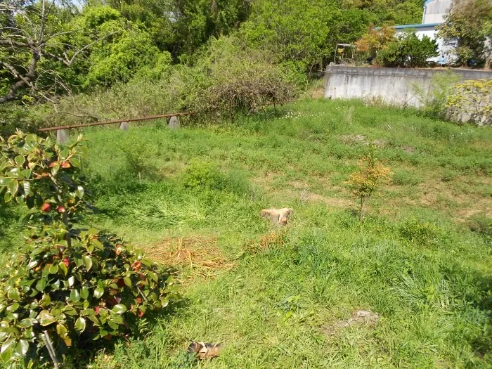 兵庫県小野市で倒木の伐採工事を行いました。