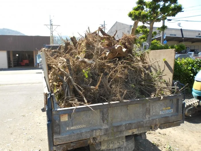 処分する根っこだけでこの量です ( ﾟДﾟ)