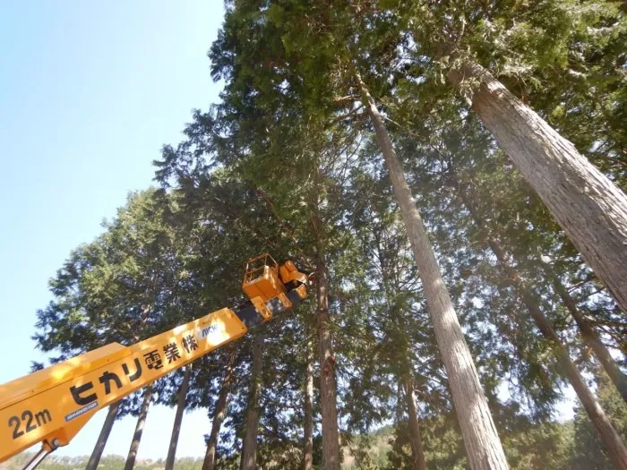 丹波市青垣町樹林地伐採工事